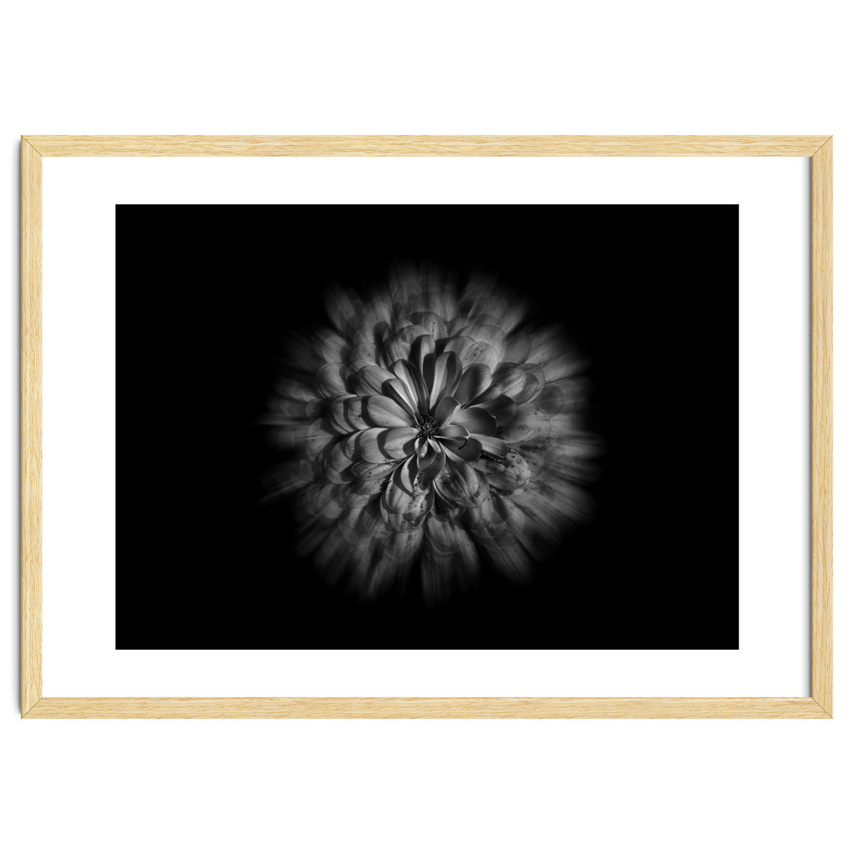 Backyard Flowers In Black And White No 48 Flow Version