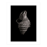 Shells No 2 (Print Only) thumbnail