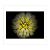 Backyard Flowers No 86 Color Flow Version (Print Only) thumbnail