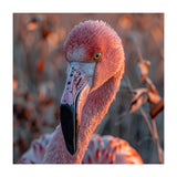 Close Up Of A Pink Flamingo Head In Sunlight (Print Only) thumbnail