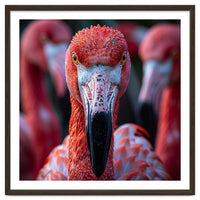 Close Up Of A Flamingo Bird Face, Pink Feathers