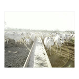 LIVING TOGETHER - WHITE COWS FAMILY (Print Only) thumbnail