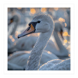 Majestic Swan Close Up With Water Droplets (Print Only) thumbnail