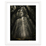 Enchanted Canopy: Mystical Forest Path thumbnail