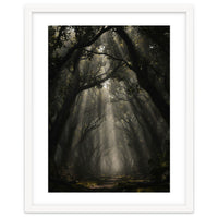 Enchanted Canopy: Mystical Forest Path