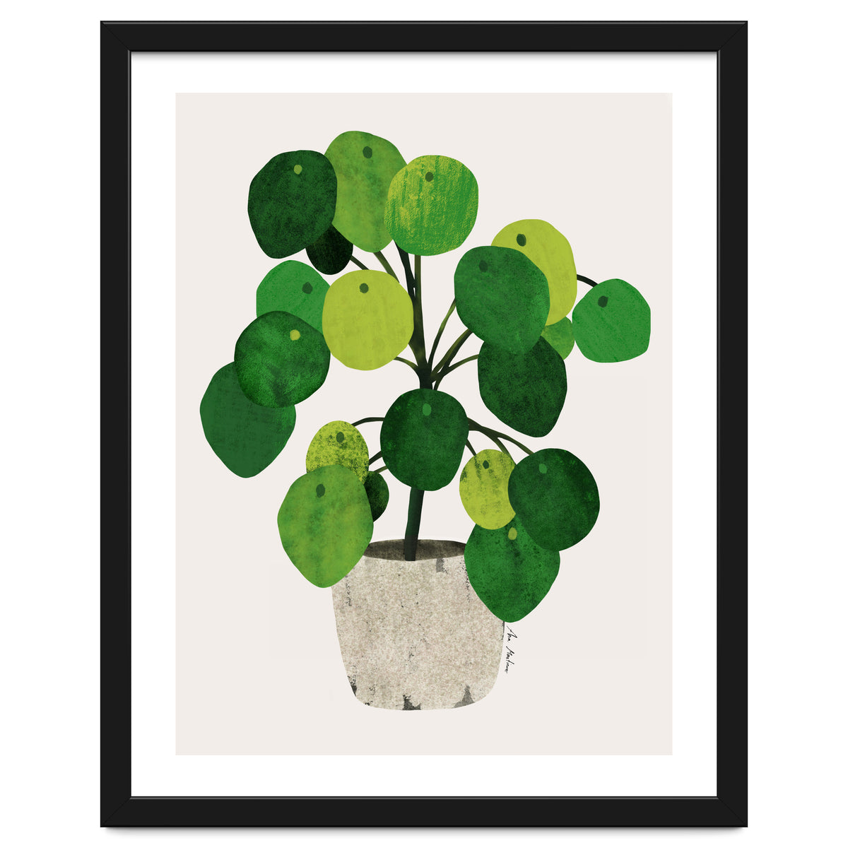 Pilea Plant