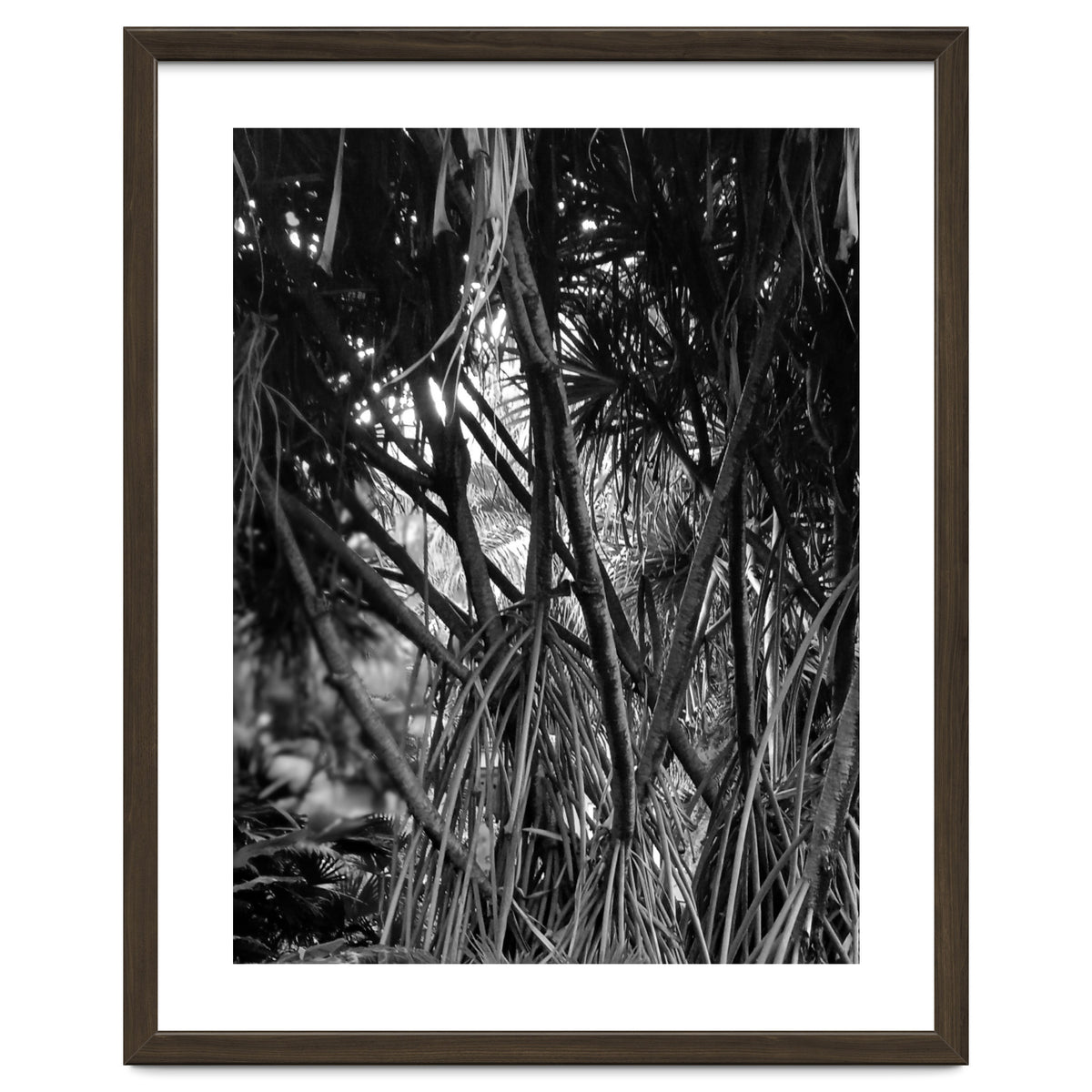 Black Tectorius Plant Art