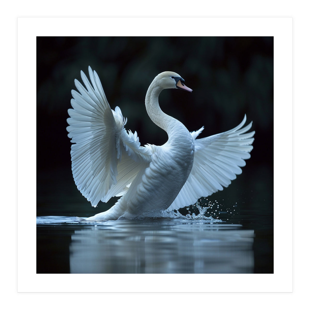 Majestic White Swan Spreading Wings On Water (Print Only)