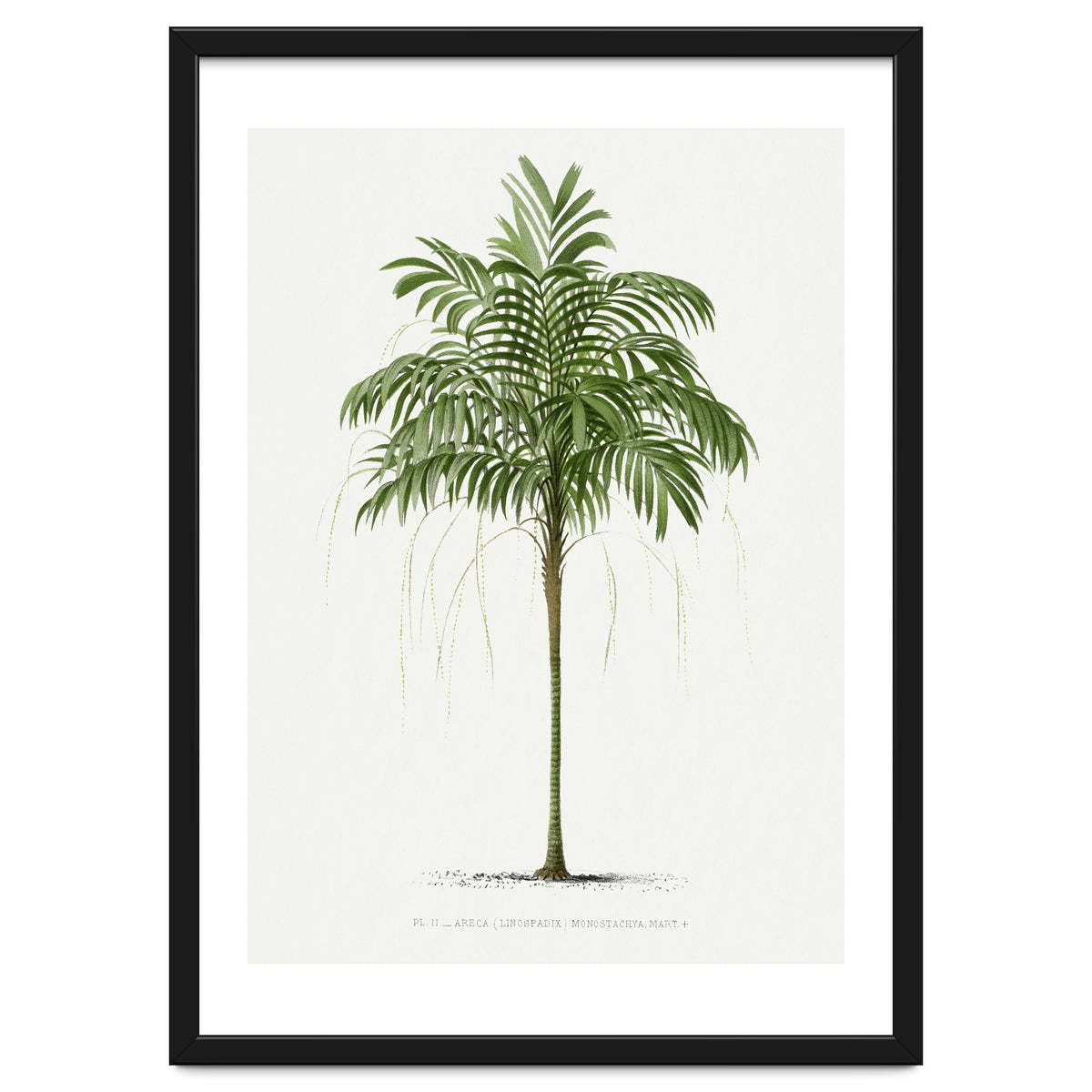 Oswald de Kerchove de Denterghem – Vintage Palm Tree Illustration (1878)