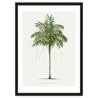 Oswald de Kerchove de Denterghem – Vintage Palm Tree Illustration (1878)