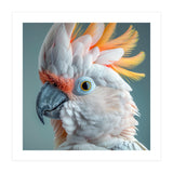 Salmon Crested Cockatoo Close Up Portrait (Print Only) thumbnail