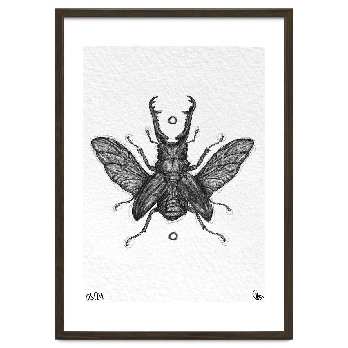 Giraffen Hirschkäfer