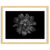 Backyard Flowers In Black And White 22 thumbnail