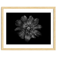 Backyard Flowers In Black And White 22