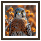 Close Up Of A Kestrel Bird Of Prey thumbnail
