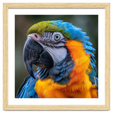 Close Up Portrait Of A Blue And Gold Macaw Parrot thumbnail