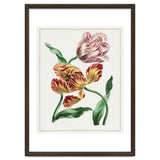 John Edwards – Various Tulips (1791) thumbnail