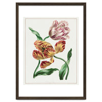 John Edwards – Various Tulips (1791)