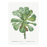 Pierre-Joseph Redouté – Sempervivum Canariense (1799) (Print Only) thumbnail