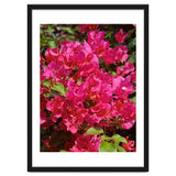 Pink Bougainvillea Flowers thumbnail