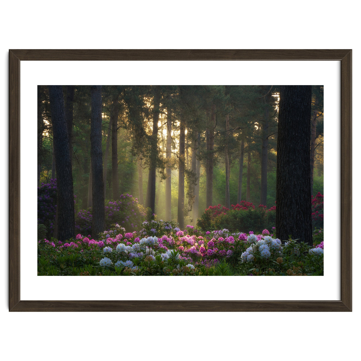 Rhododendron forest