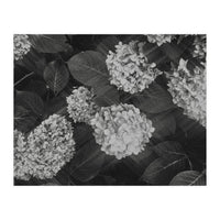 Hydrangeas | Black & White Landscape (Print Only)