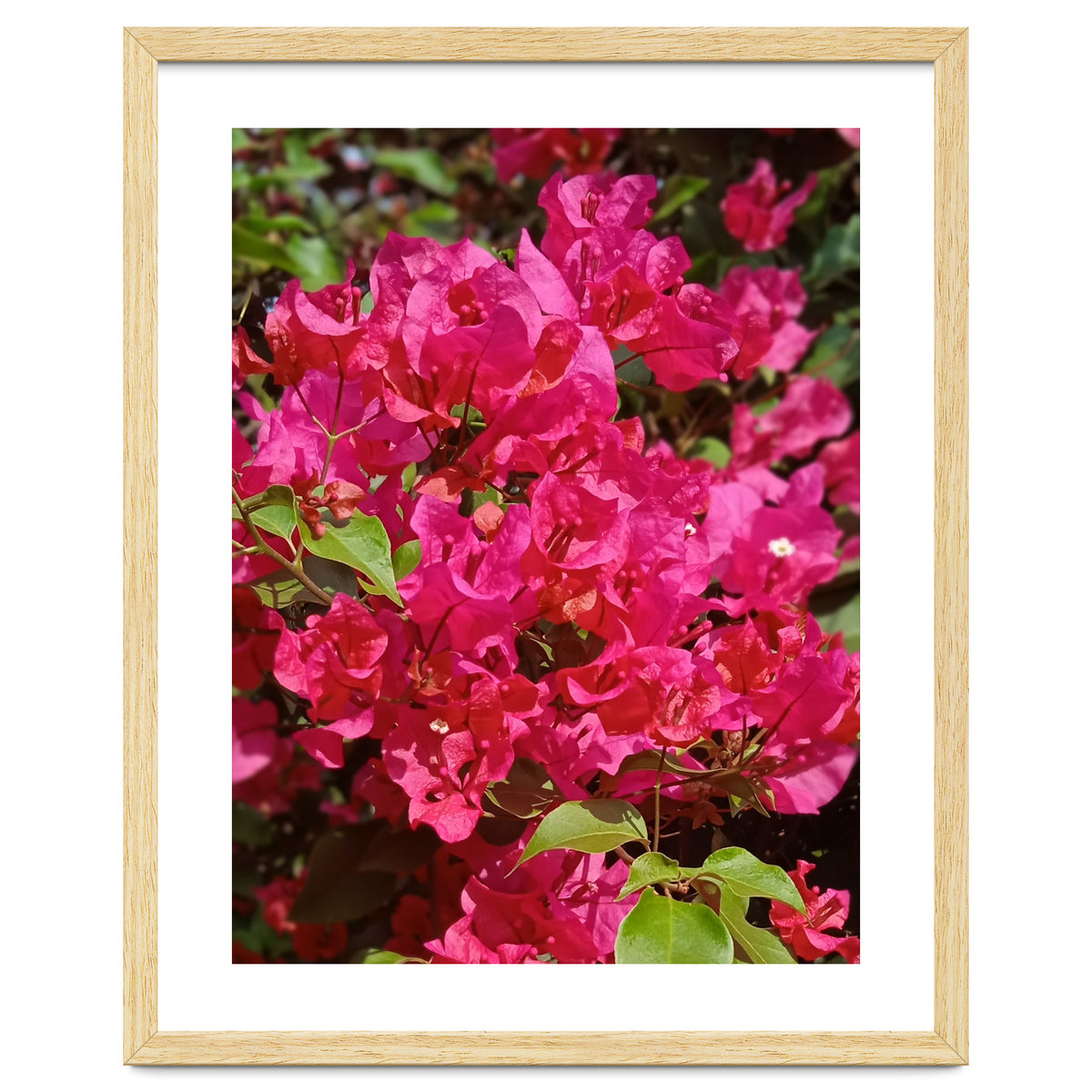 Pink Bougainvillea Flowers
