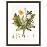 William Curtis – Dandelion (1777–1798) thumbnail