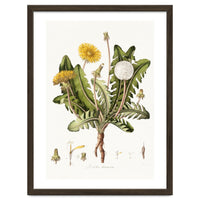 William Curtis – Dandelion (1777–1798)