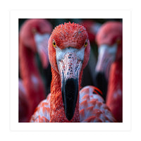 Close Up Of A Flamingo Bird Face, Pink Feathers (Print Only)