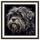 Old Dog 02 thumbnail
