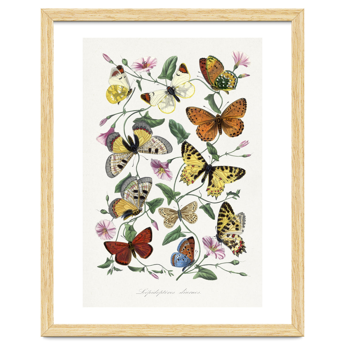 Paul Gervais – Butterfly and Moth Natural History Illustration (1842)