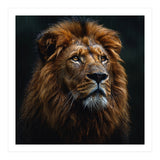 Majestic Lion Portrait In Gentle Rain (Print Only) thumbnail