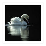 Elegant Swan Floating Gracefully On Dark Water (Print Only) thumbnail