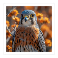 Close Up Of A Kestrel Bird Of Prey (Print Only)