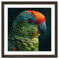 Close Up Colorful Parrot Bird Feather
