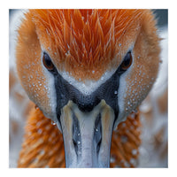 Close Up Of A Pelican's Beak With Water Droplets (Print Only)