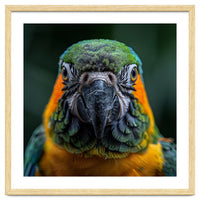 Blue And Gold Macaw Face Focused Portrait