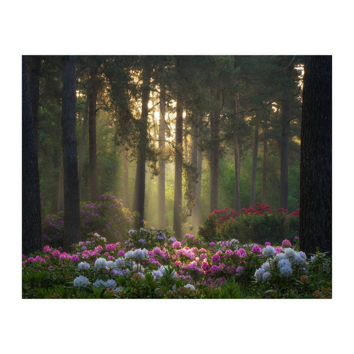 Rhododendron forest (Print Only)