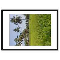 The Paddy Fields of Kerala, South India