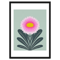 Chrysanthemum - turquoise and pink