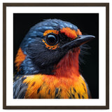 Vibrant Bird With Orange And Blue Plumage thumbnail