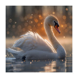 Majestic Swan Gliding On Water During Sunset Golden Hour Wildlife (Print Only) thumbnail