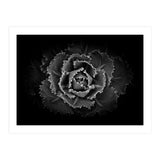 Backyard Flowers In Black And White No 101 (Print Only) thumbnail