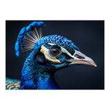 Close Up Of A Peacock Head Blue Feather (Print Only) thumbnail