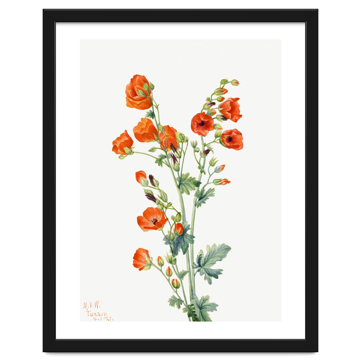 Mary Vaux Walcott – Scarlet Globe Mallow (Sphaeralcea grossulariaefolia) (1927)