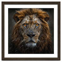 Majestic Lion With Glowing Eyes Close Up Portrait