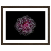 Backyard Flowers No 116 Color Version