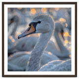 Majestic Swan Close Up With Water Droplets thumbnail