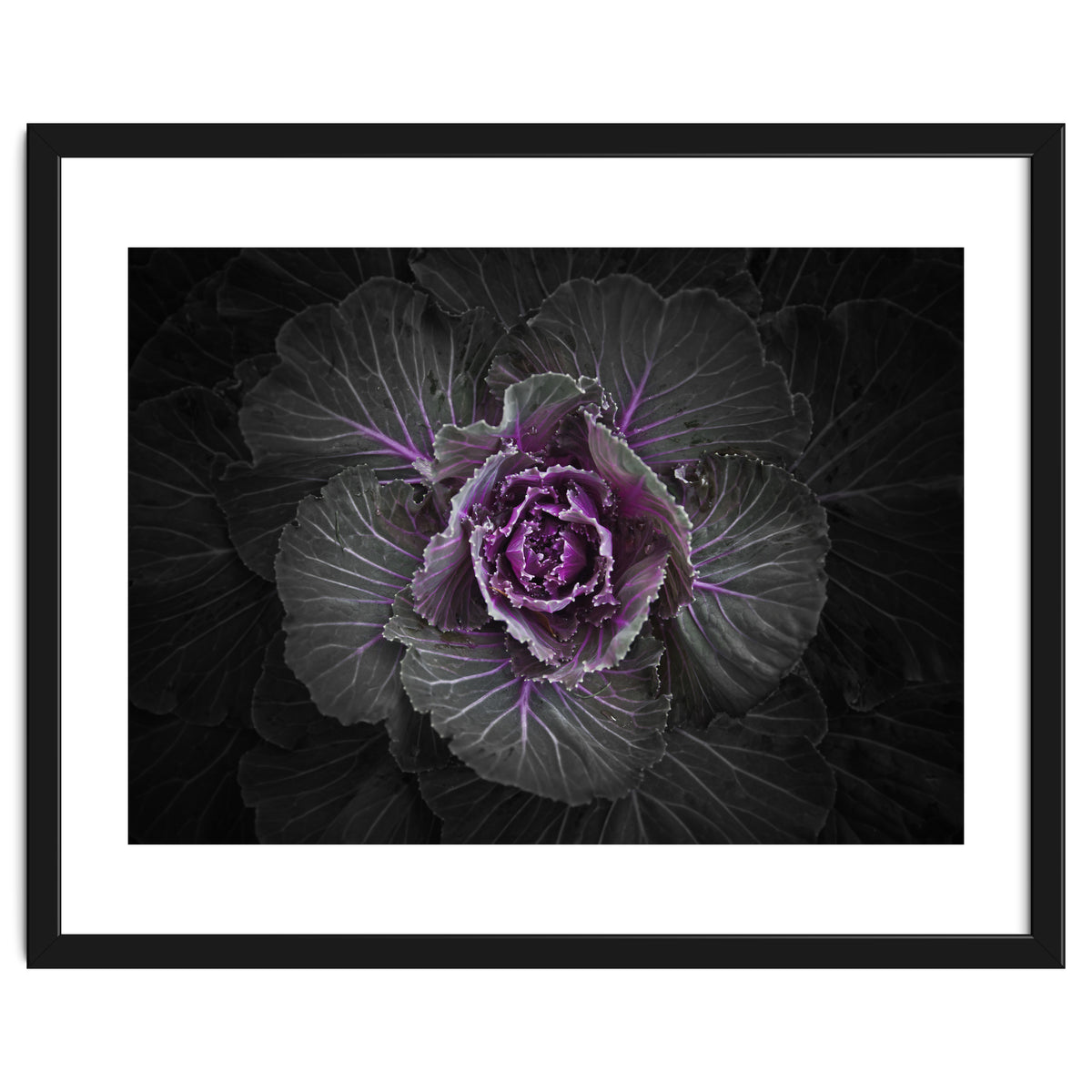 Backyard Flowers No 108 Color Version